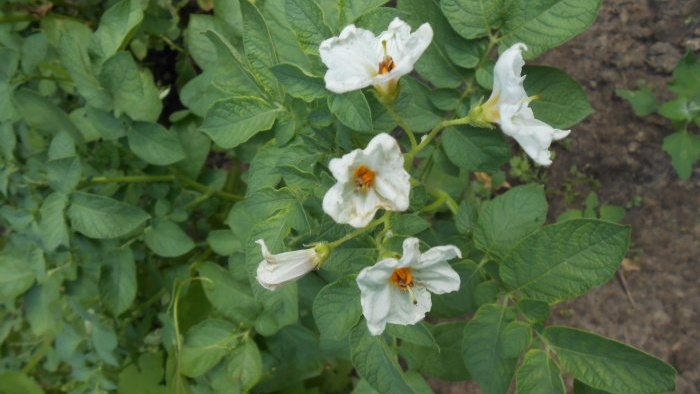 There will be a large potato harvest if the beds are properly prepared.