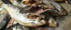 How to dry bream correctly. I reveal the recipe and knowledge inherited from my ancestors