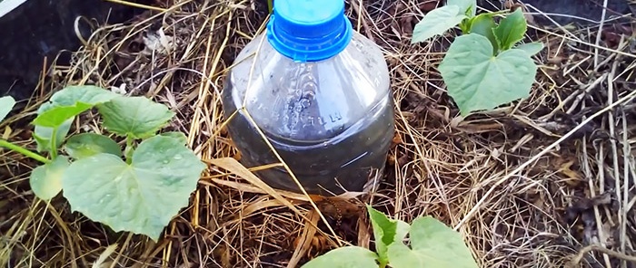 The secret of a good harvest: how to organize drip irrigation with bottles