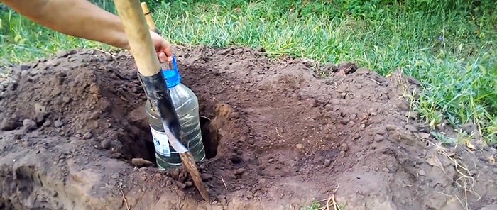 The secret of a good harvest: how to organize drip irrigation with bottles