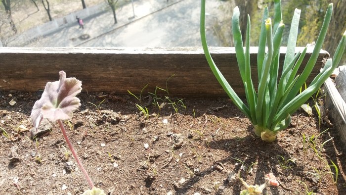 Forcing onions into greens at home in water and soil substrate - all the subtleties and nuances