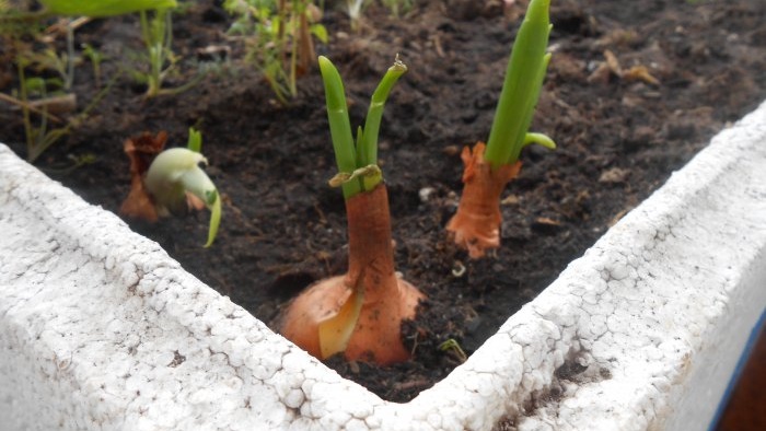 Forcing onions into greens at home in water and soil substrate - all the subtleties and nuances