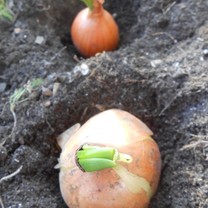 Forcing onions into greens at home in water and soil substrate - all the subtleties and nuances