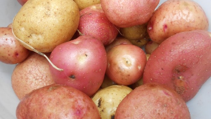 Four effective techniques to increase potato yields