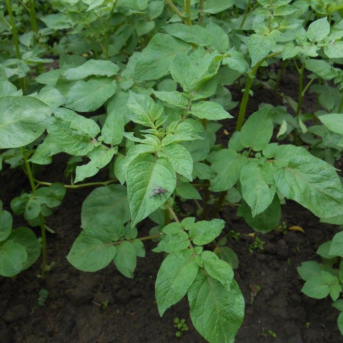 Four effective techniques to increase potato yields