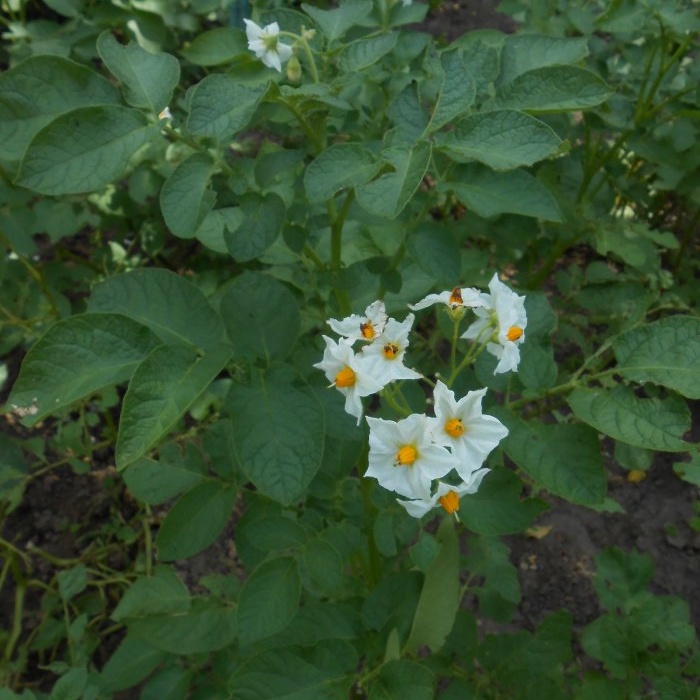 Four effective techniques to increase potato yields