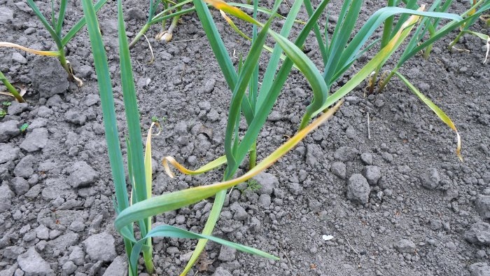 Three dressings of garlic in spring and summer to increase yield