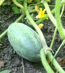 Cucumbers: how to get a rich harvest with minimal effort