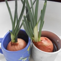 Forcing onions into greens at home in water and soil substrate: all the subtleties and nuances