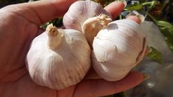 Three proven dressings of garlic in spring and summer for high yields