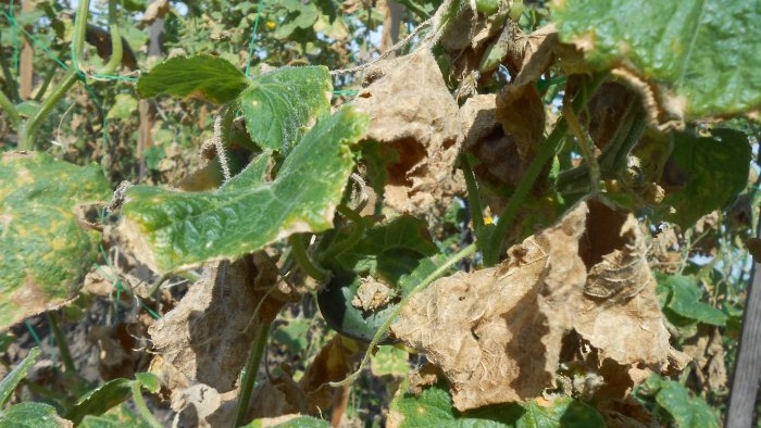 Fertilizing available to everyone for protection and a large harvest of cucumbers