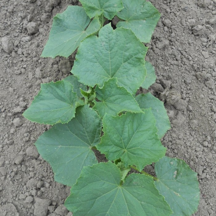 Fertilizing available to everyone for protection and a large harvest of cucumbers