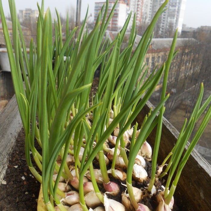 Personal experience of forcing garlic onto greens in a month