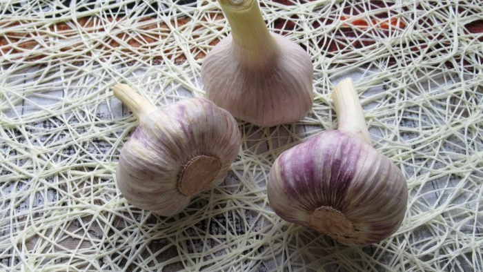 How to make garlic powder