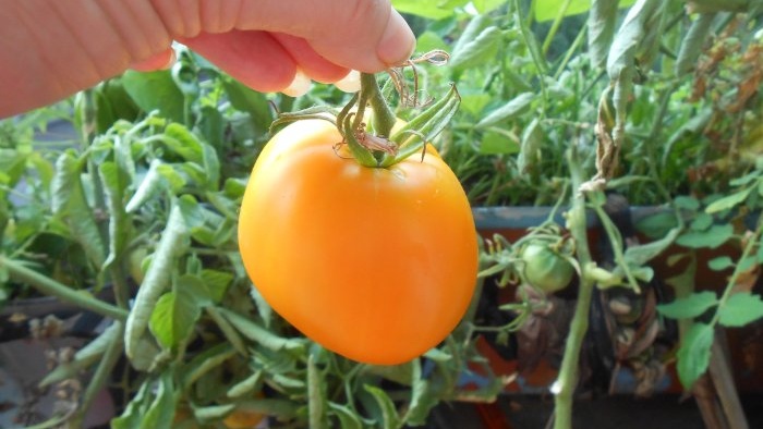 Foliar feeding of tomatoes with boric acid to increase crop yield