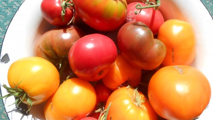 Foliar feeding of tomatoes with boric acid to increase crop yield