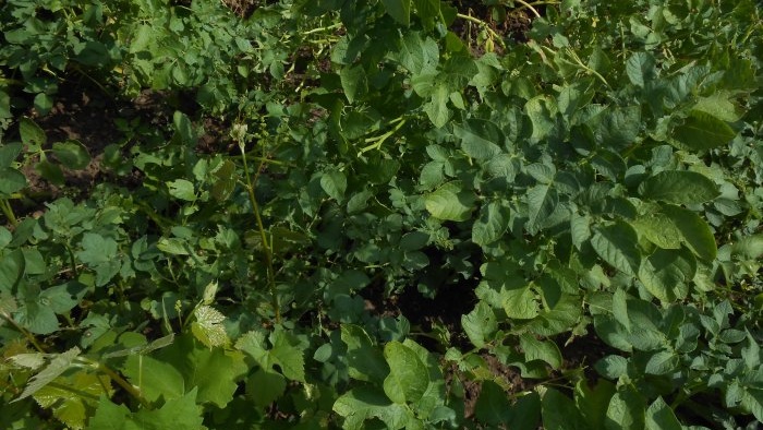 Folk remedies in the fight against the Colorado potato beetle that have proven their effectiveness