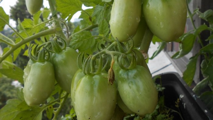 A universal recipe for feeding tomatoes during fruit ripening