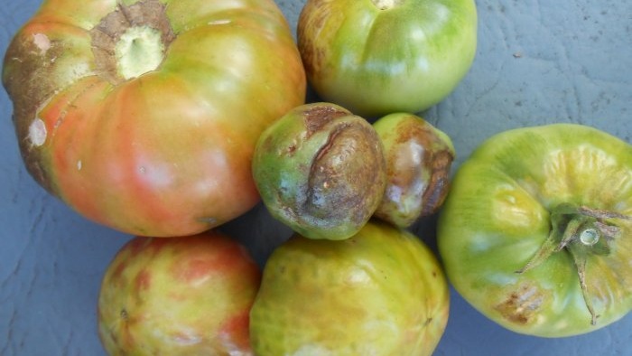 Preventing tomato late blight is very simple