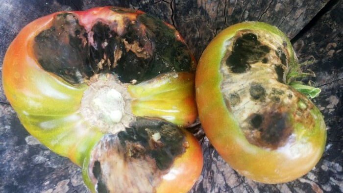 Preventing tomato late blight is very simple