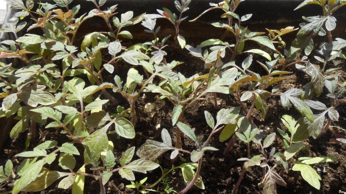 Preventing tomato late blight is very simple