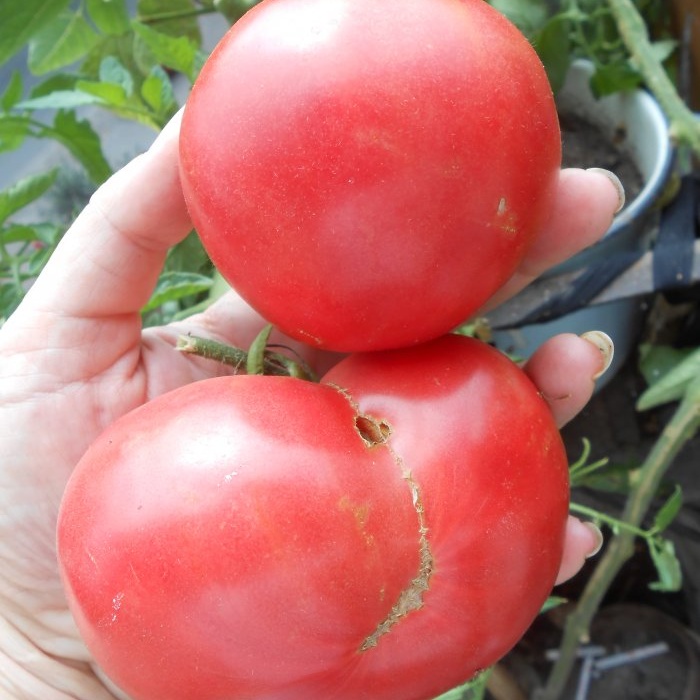 The cheapest and most effective feeding of tomatoes after planting