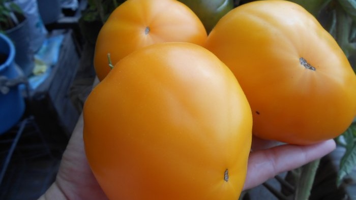 The cheapest and most effective feeding of tomatoes after planting