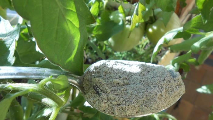 The cheapest and most effective feeding of tomatoes after planting