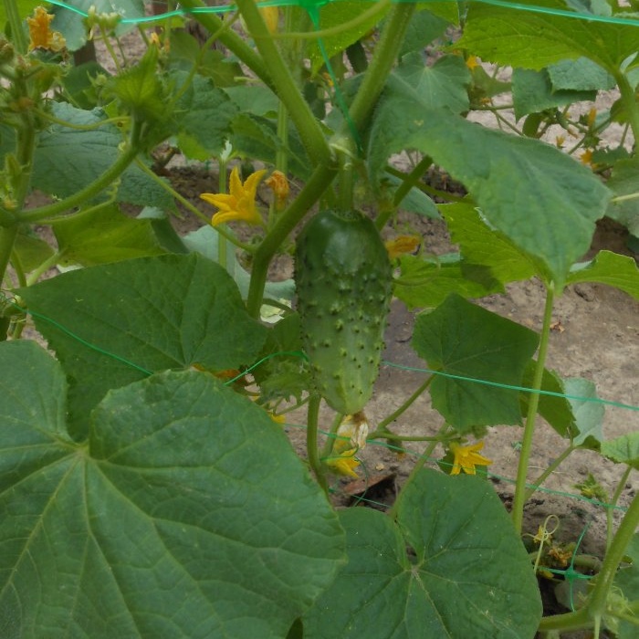 2 accessible ways to control aphids on cucumbers