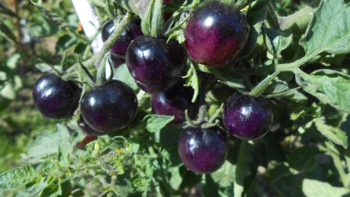 Free fertilizer that will increase the yield of tomatoes, peppers and cucumbers