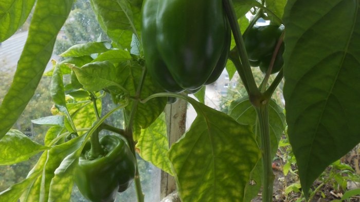 Free fertilizer that will increase the yield of tomatoes, peppers and cucumbers