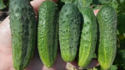 Fertilizing available to everyone for protection and a large harvest of cucumbers