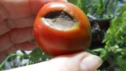 Blossom rot of vegetables: simple feeding for prevention and treatment