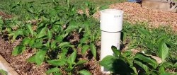 How to make compost worms work for you. Making a vermicomposter from PVC pipes