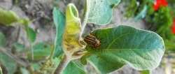 Folk remedies in the fight against the Colorado potato beetle that have proven their effectiveness