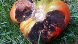 Iodine solution against late blight of tomatoes