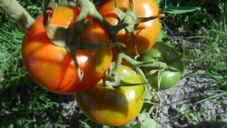 A universal recipe for feeding tomatoes during fruit ripening