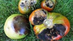 Preventing tomato late blight is very simple