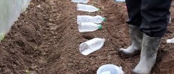 We plant cabbage seeds under bottles and forget about spraying against fleas and clubroot