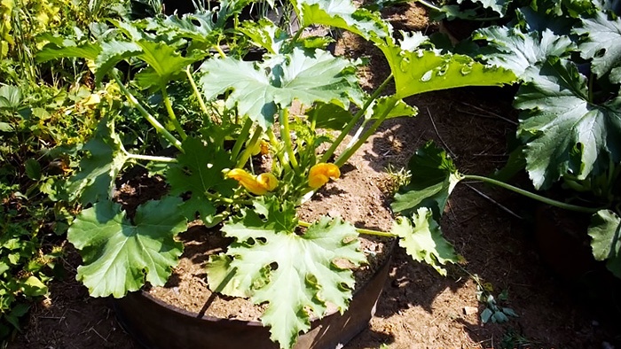 How to use car tires in the garden