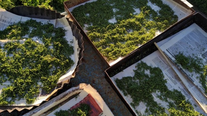 Collecting and drying dill in natural conditions