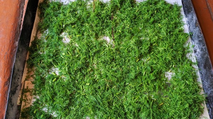 Collecting and drying dill in natural conditions