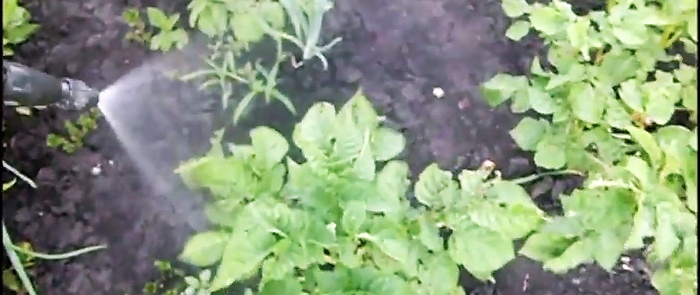 Colorado potato beetle poison from the grocery store