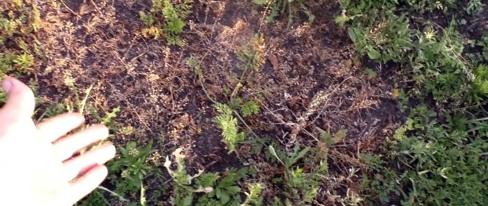 Everyone pours out this liquid, but it turns out it’s the best weed killer.