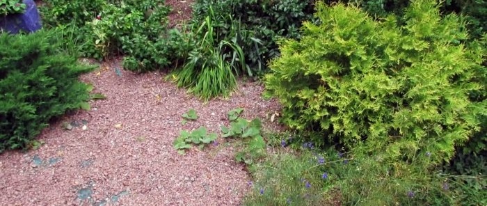 How to get rid of weeds in a flower bed with a 50-year guarantee