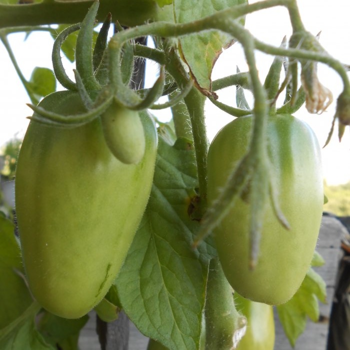 Simple prevention of tomatoes in mid-summer will get rid of late blight