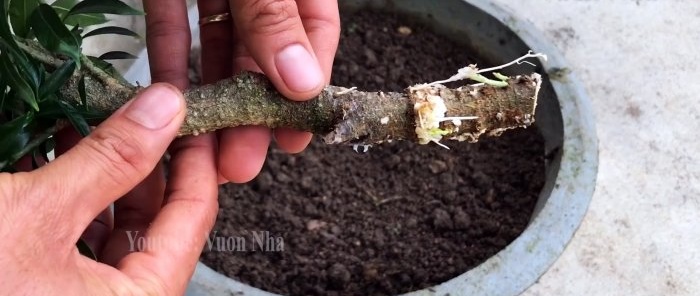 We form a seedling of any tree from a branch using toilet paper