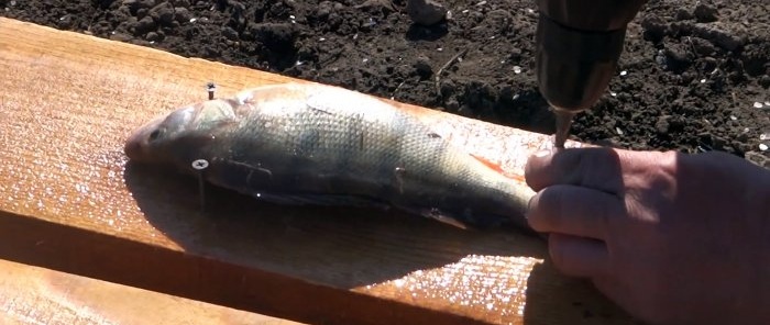 How to clean a bucket of fish in 15 minutes