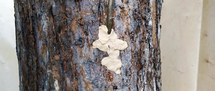 How to make a summer graft on the trunk of an old tree