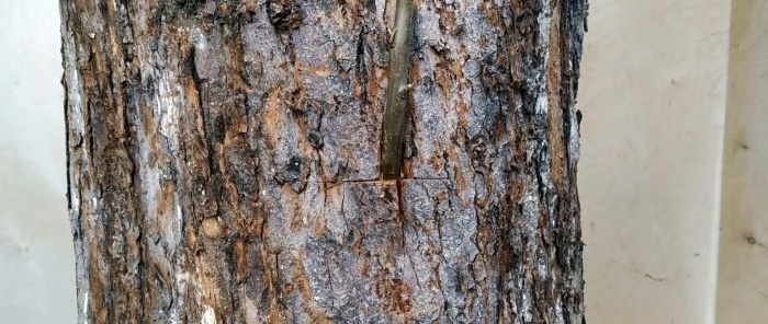 How to make a summer graft on the trunk of an old tree